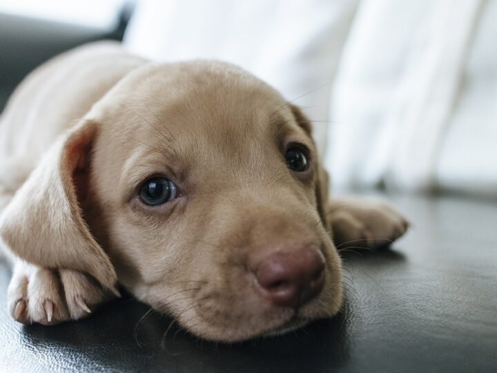 Cani e bambini, quali scegliere e perchè