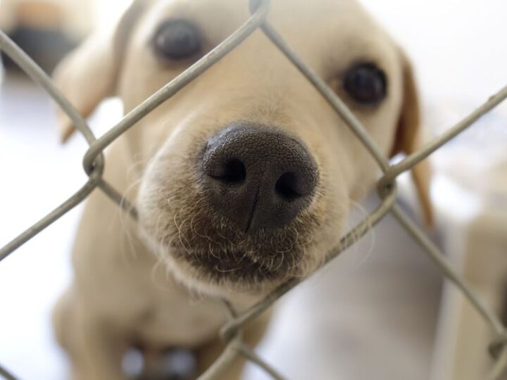 Adottare un cane: tutto quello che c’è da sapere