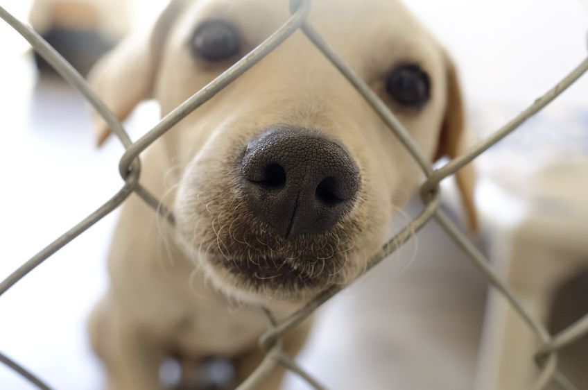 Adottare un cane: tutto quello che c’è da sapere