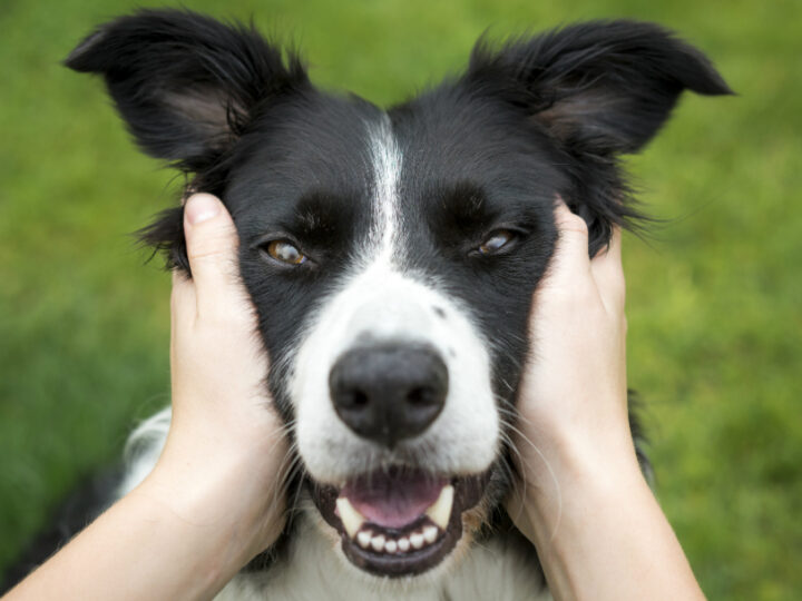 Pulizia del cane, come e quando lavarlo?