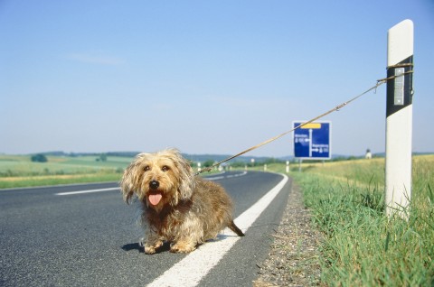 Cane abbandonato, come comportarsi?