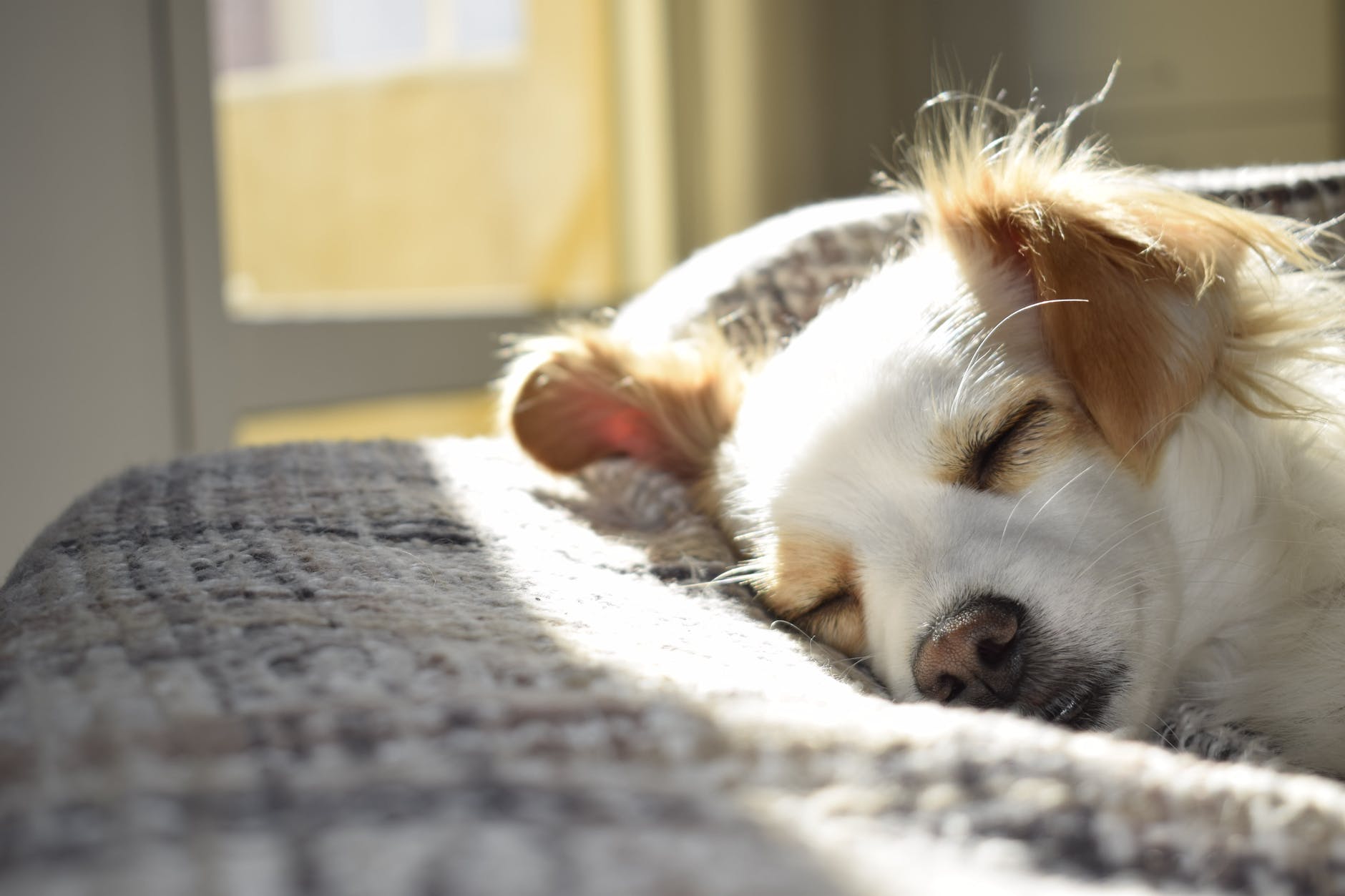 Animali domestici, come creare un habitat perfetto tra le mura domestiche?