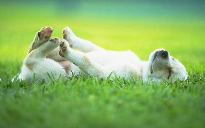 Proteggere cani e gatti dai parassiti