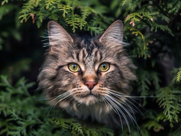 Come proteggere gli animali domestici dalle condizioni meteo avverse?