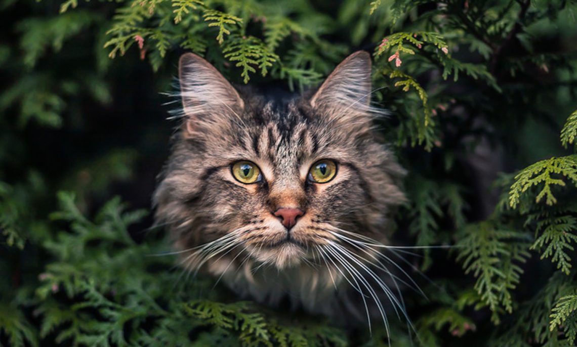 Come proteggere gli animali domestici dalle condizioni meteo avverse?