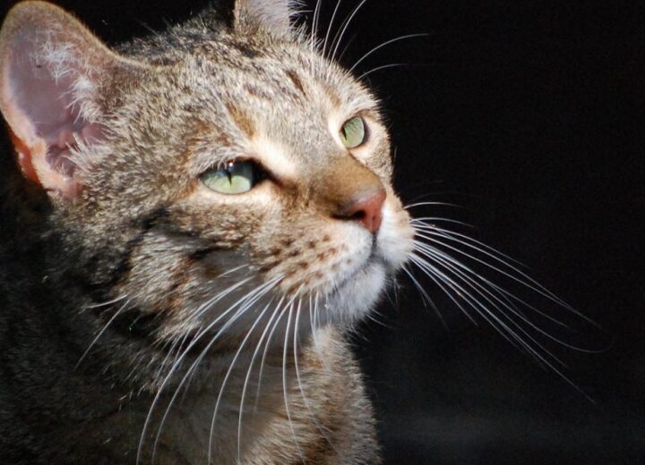 Accogliere un altro gatto in casa