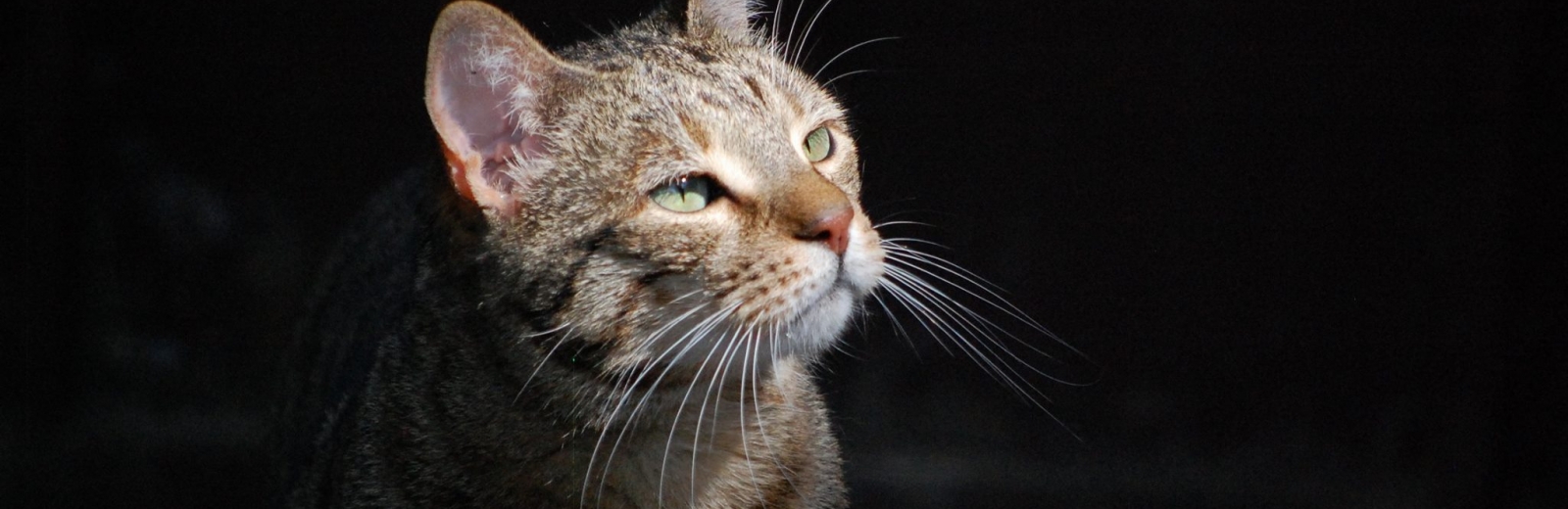 Accogliere un altro gatto in casa