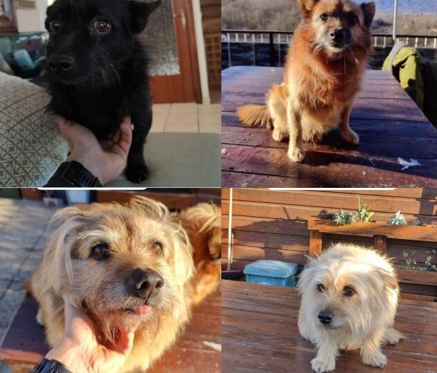 OLGA, BILLI, BEN, DIANA