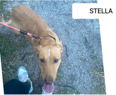 STELLA2