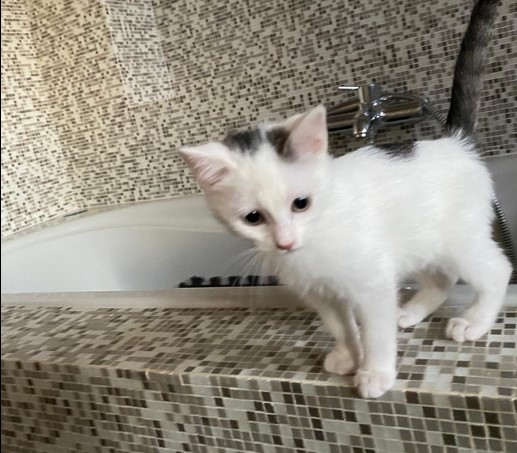 gattino4