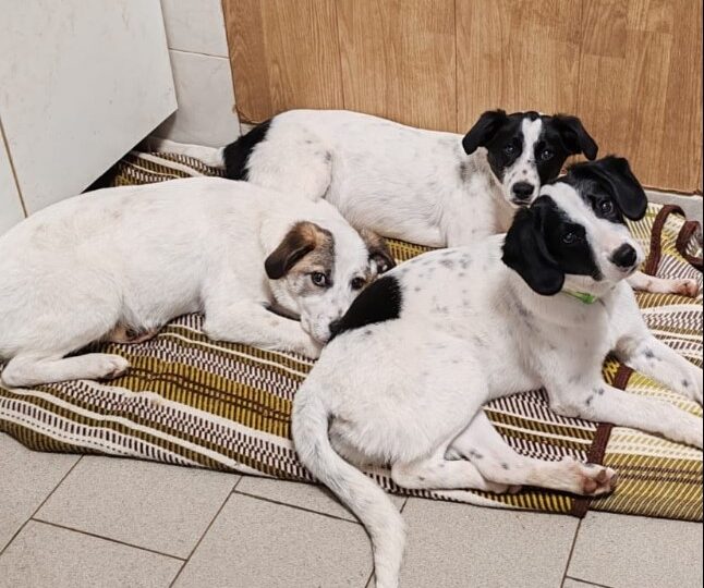 MILLI, MIMI’ E MAX