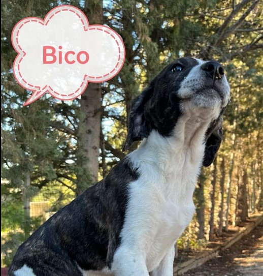 BICO2