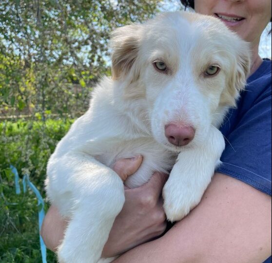 SFERA, PIUMA, PERLA, PEPPER, ANGELINO