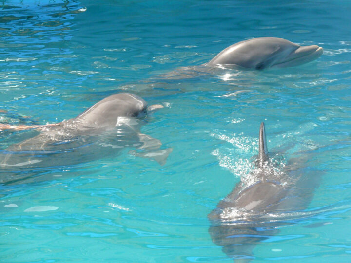 Il sonno dei delfini