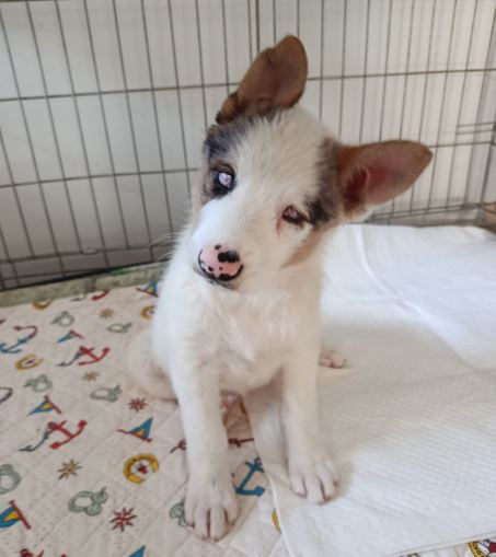 Summer, il piccolo miracolo in cerca di amore