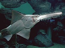 Il pesce sega: tutte le curiosità