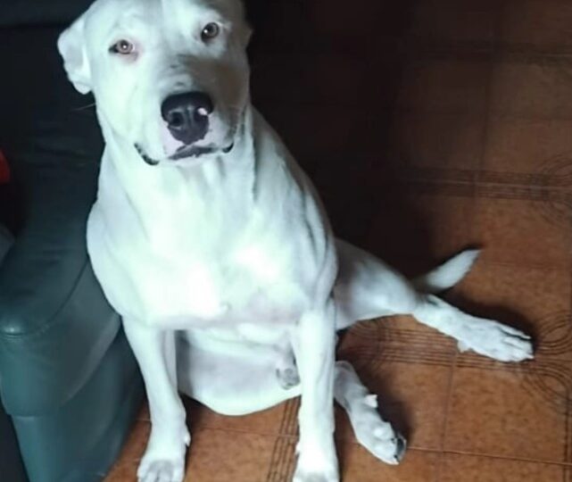 𝘽𝙀𝙀𝙏𝙃𝙊𝙑𝙀𝙉