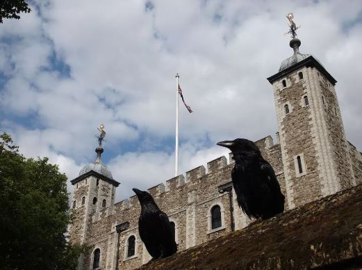 I corvi della Torre di Londra, storia o leggenda?