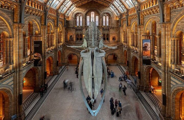 Musei di Storia Naturale: quello di Londra, uno dei più famosi