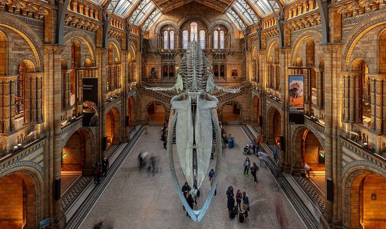 Musei di Storia Naturale: quello di Londra, uno dei più famosi