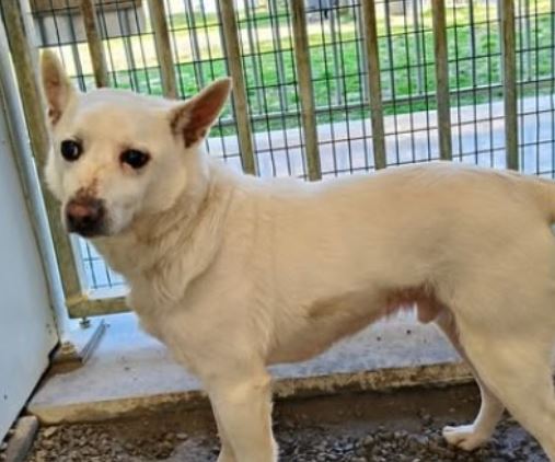 Adozione del cuore: una seconda possibilità per Tobi