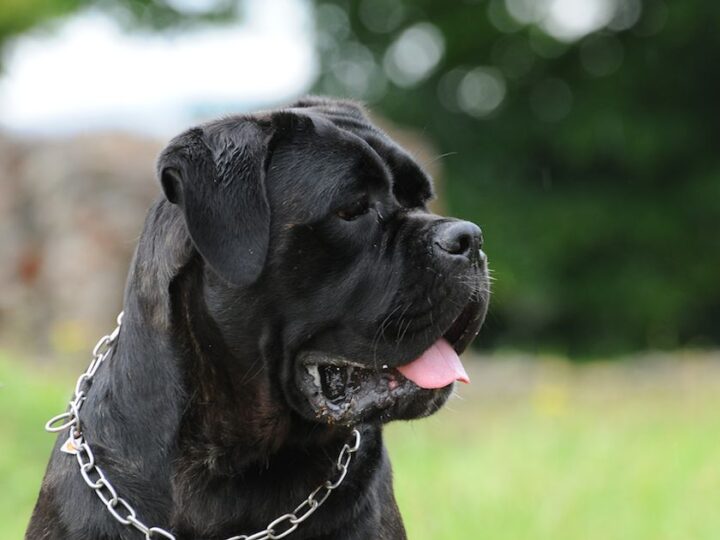 Il cane Corso, un gigante nobile