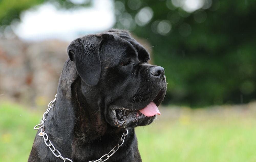 Il cane Corso, un gigante nobile