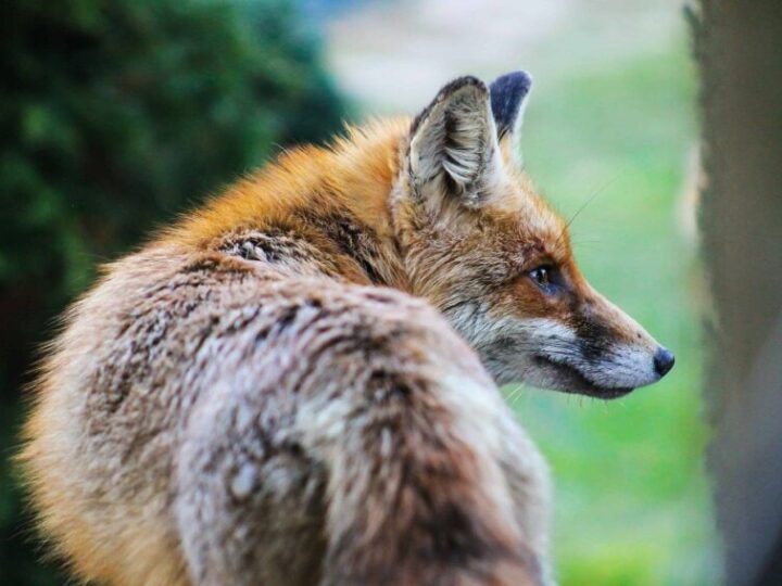 Animali da pelliccia: in Polonia scatta il divieto