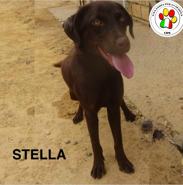 STELLA