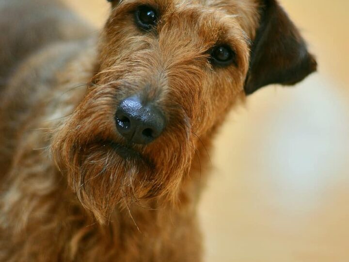 Irish Terrier: razze e peculiarità