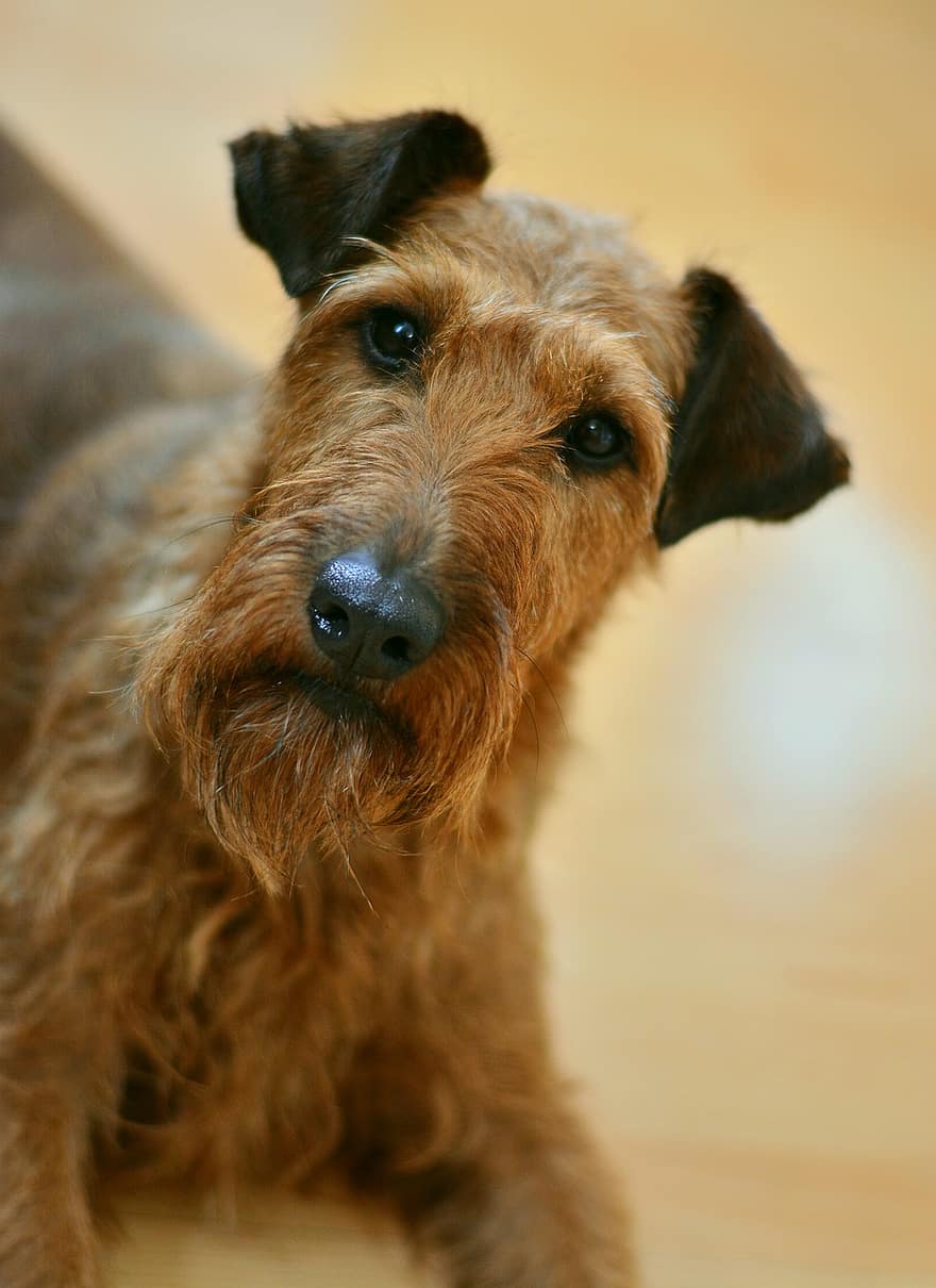 Irish Terrier: razze e peculiarità