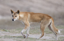 Il dingo australiano: cosa c’è da sapere