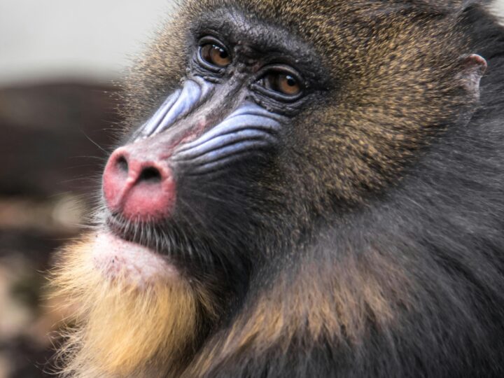 Il Babbuino: comportamento e caratteristiche