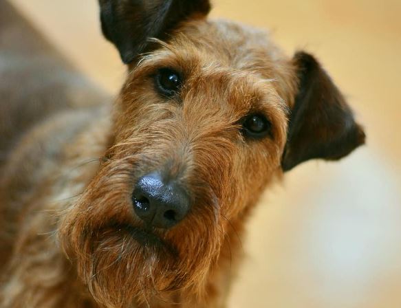 Irish Terrier: razze e peculiarità