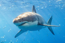 Le specie di squalo a rischio