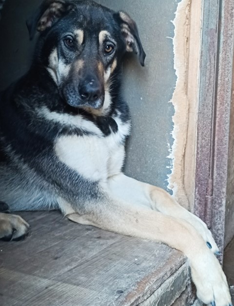 Immagine-2026-04-03-122257