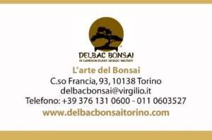 DelBac Bonsai: l’arte del bonsai nel cuore di Torino