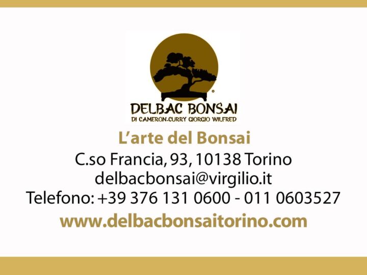 DelBac Bonsai: l’arte del bonsai nel cuore di Torino