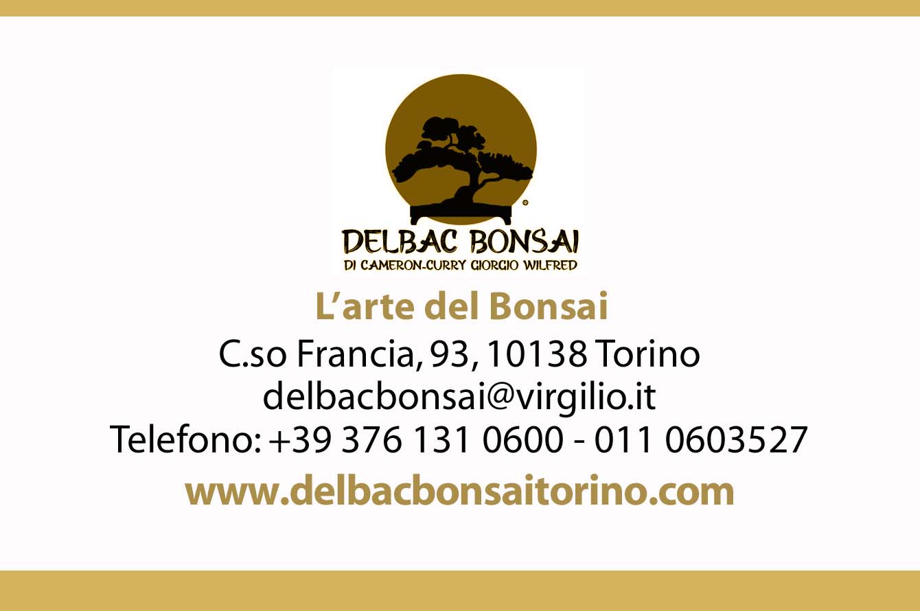 DelBac Bonsai: l’arte del bonsai nel cuore di Torino