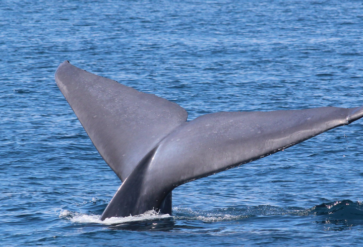 Il battito della balenottera azzurra