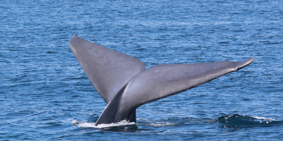 Il battito della balenottera azzurra
