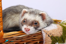 Razze esotiche e animali domestici più stravaganti