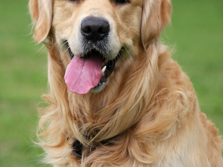 Razze di cani: le più popolari di grossa taglia