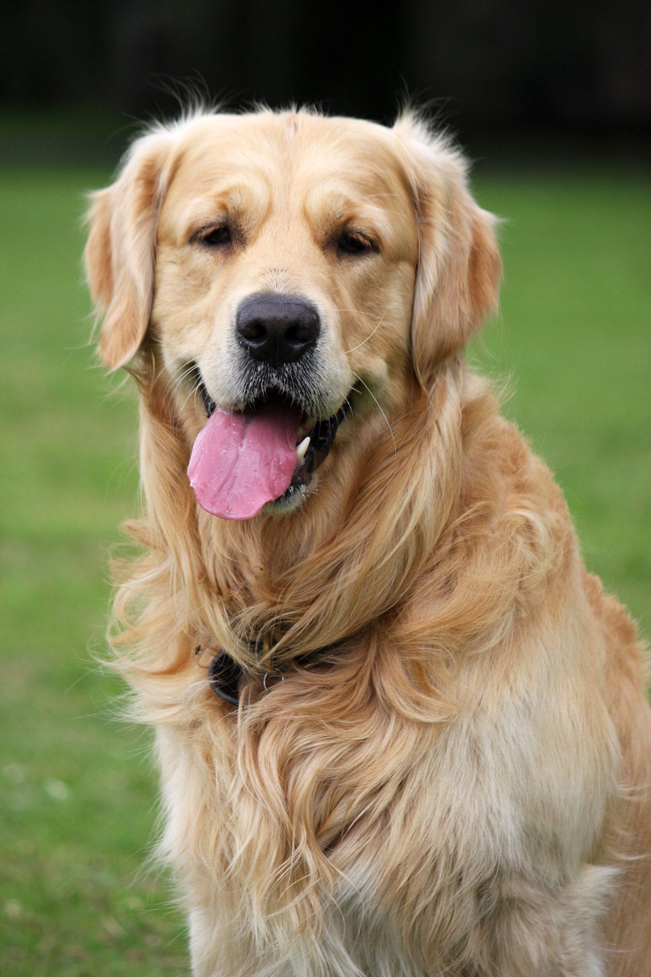 Razze di cani: le più popolari di grossa taglia