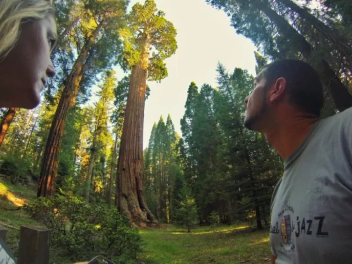 Gli alberi più alti del mondo: dove sono?