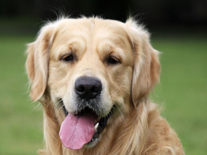 Razze di cani: le più popolari di grossa taglia