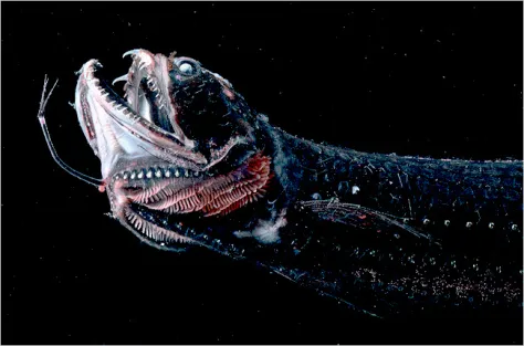 Le creature fantastiche degli abissi