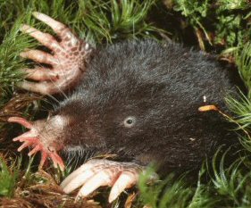 La talpa dal muso stellato, animale bizzarro