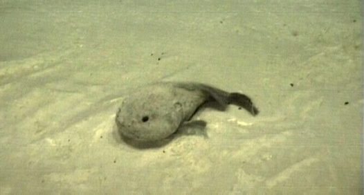 Il pesce blob: perchè è così famoso