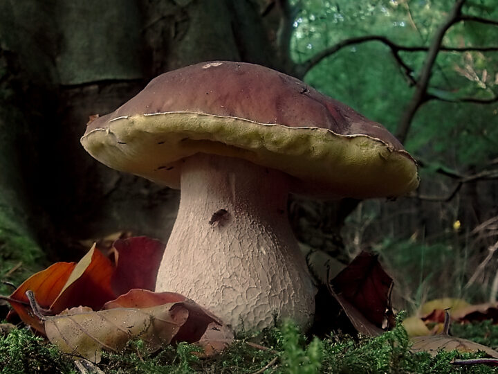 Porcini da record: i ritrovamenti eccezionali